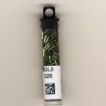 #2 Bugle S/L Olive
