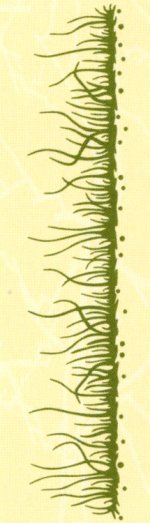 Border Embossing Folder - Grass